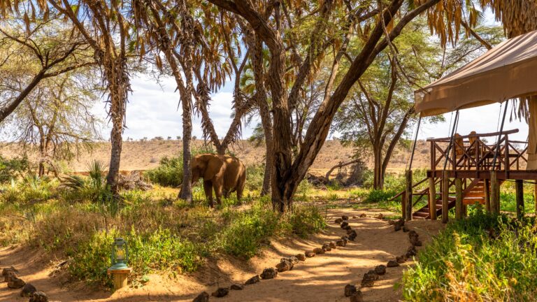 An,Elephant,(,Loxodonta,Africana),In,A,Luxury,Tented,Camp,