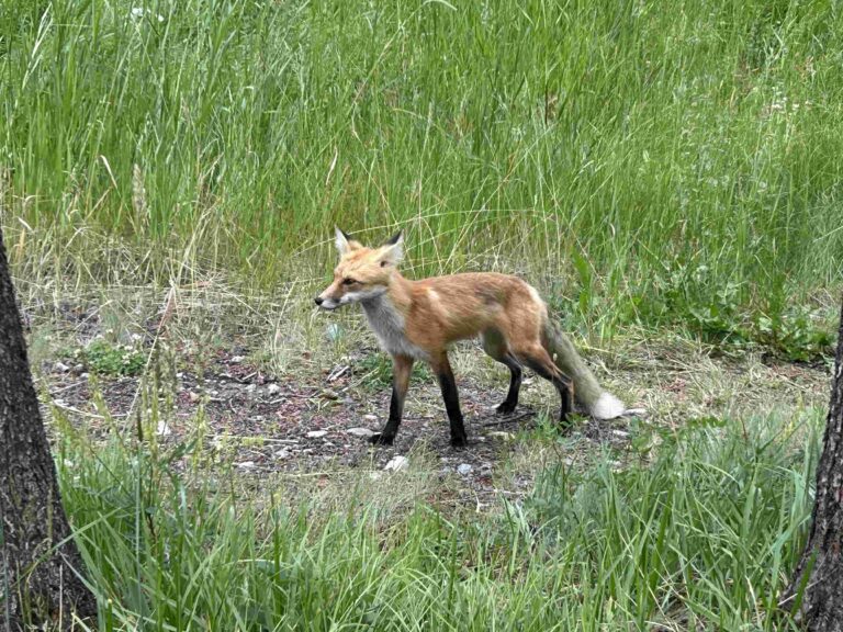 IMG_6473 (1)