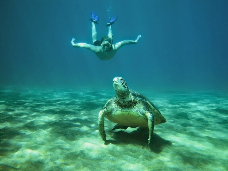 Snorkeling at Turtle Town in Maui, swimming with sea turtles during the CGA Hawaiian Weekend Getaway