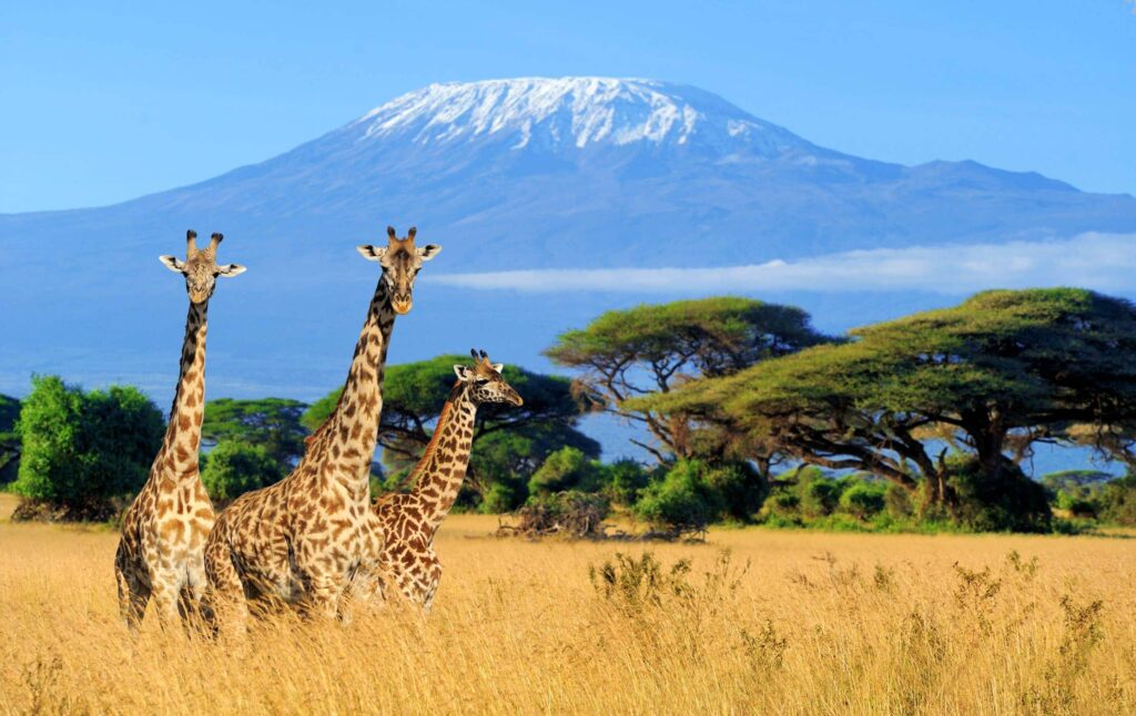 Giraffe standing in the shadow of Kilimanjaro