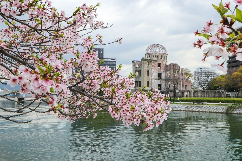 Hiroshima Peace Memorial Atomic Bomb Dome framed by cherry blossoms in spring Japan