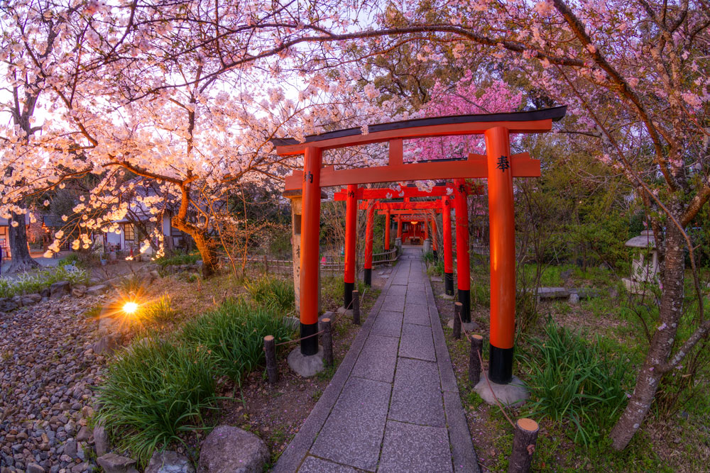 Path of red torii gates at Fushimi Inari Shrine winding through the forest in Kyoto Japan
