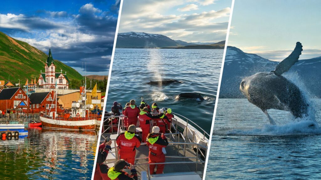 Akureyri harbor and optional whale watching experience in North Iceland