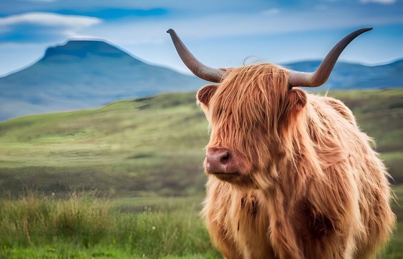 Scenic Scottish Highlands landscape on the Pride Adventures and CGA Scotland LGBTQ+ trip